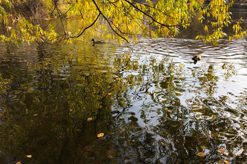 Willow branches with golden leaves against fall pond.  Autumn yellow leaves background