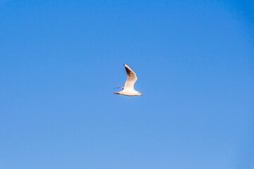 Flying seagulls in blue sky on sunny day,