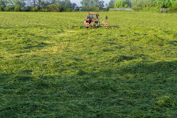 mowed grass in the meadow
