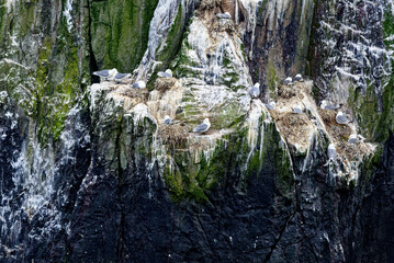 Fototapeta na wymiar Kittiwakes nesting on the Farne Islands - England