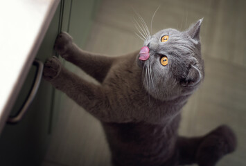 British cat with gray fur licking his nose