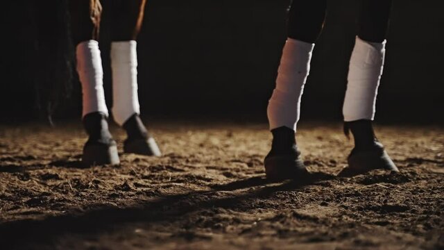 Horse Legs closeup footage.Low angle view of horse legs. Bandaged legs of the Stallion in the sandy ground during the nighttime. Slow-motion footage.