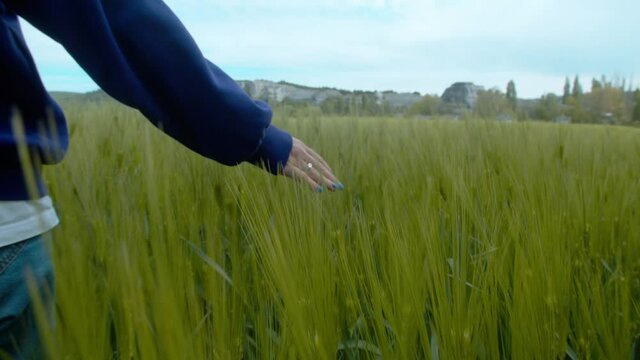Farmers hand touches shoots of green rye in spring on field in sun. Agronomist working in field, examines harvest of millet shoots, business man in agriculture. Womans palm touches green grass