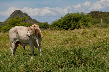 Obraz premium Lonely ox in the farm's pasture