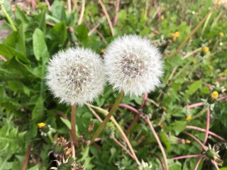 dandelion in the grass