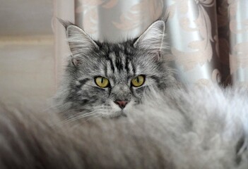 A close up of a cat face head Gray maine coon mainecoon. Pink nose, fluffy tail Macro High quality photo. close up view macro closeup