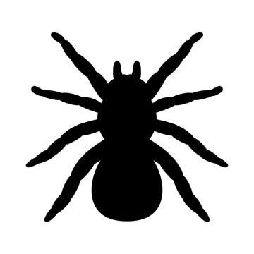 Vector tarantula spider silhouette
