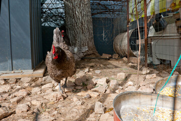 Athens, Greece - June 24, 2021: A chicken coop with chicken at a farm.