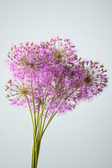 Obraz premium bouquet of purple flowers on a gray background, minimalistic
