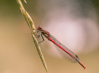 Detailreiche seitliches Aufnahme von einer roten Libelle vor einer im Hintergrund befindlichen Lichtquelle.