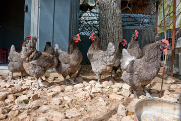 Athens, Greece - June 24, 2021: A chicken coop with chicken at a farm.