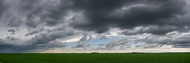 Naklejka na ściany i meble Dark gray storm clouds in an afternoon sky above a large field of soya bean plants. 