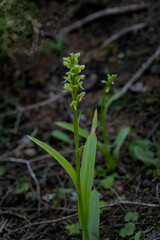 Green Bog Orchid wildflower in sharp focus with a second orchid out of focus in the background.
