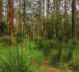Forest of Australia, consisting mainly of various types of eucalyptus.