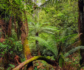 Obraz premium Forest of Australia, consisting mainly of various types of eucalyptus.