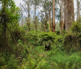 Forest of Australia, consisting mainly of various types of eucalyptus.