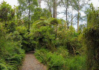 Fototapeta na wymiar Forest of Australia, consisting mainly of various types of eucalyptus.