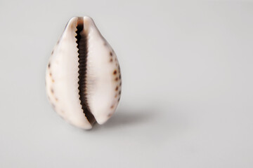 shell in the form of a vagina on a gray background. The concept of women's health, menstruation and menopause. Seashell as a symbol of gynecology