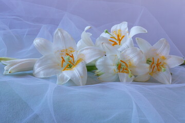 Fototapeta na wymiar White Madonna lily flower, Lilium candidum