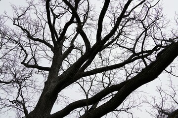 tree branches. black and white tones. Autumn or spring. Without leaves . High quality photo