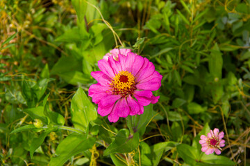 the beautiful flower is grown in the garden