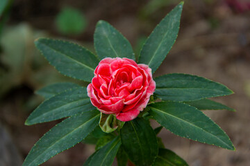 the beautiful flower is grown in the garden