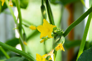 the beautiful flower is grown in the garden