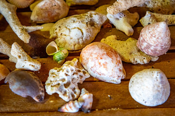 Shells of many types and sizes are found on our shelling beaches. at the sunset and warm tone.