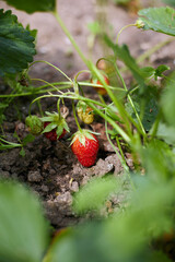 ripe strawberries are lying on the ground under a bush on a sunny day. selective focus