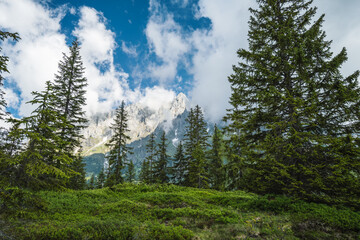 Forest scene with fir treese Alps mountains in background, Gosau region, Austria.