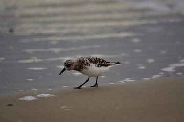 Calidris alba - Sanderling - migratory bird standing at the beach near the water