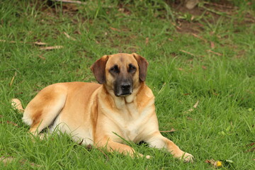 Perro Labrador pensativo