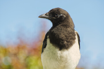 Close up of a Juvenile Magpie