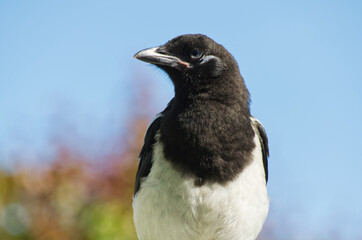 Close up of a Juvenile Magpie
