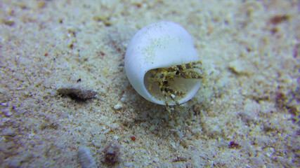 hermit crab on the beach