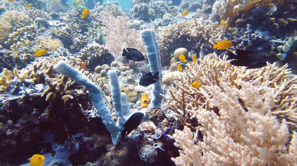 coral reef in the sea