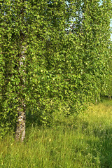 Birch trees in summer. Mitino landscape park. Moscow, Russia