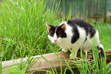 A black and white cat sitting on a wooden board between green grasses