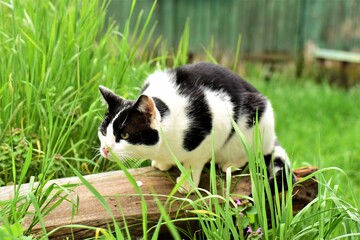 A black and white cat sitting on a wooden board between green grasses
