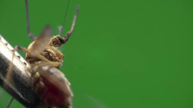 Mosquito is caught and hold by silver tweezers filmed under microscope in macro on green screen. Closeup view of bloodsucker insect moving its legs and wings on chroma key background. Theme of nature.