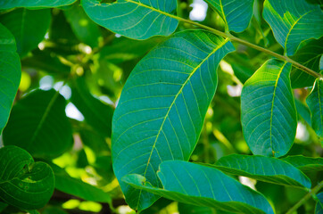 Fototapeta na wymiar Green nature background. Bright green leaves with blurred backdrop. Fresh foliage background.