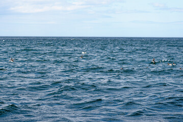 Atlantic Puffins in flight on the Farne Islands - UK