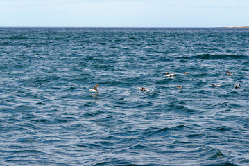 Fototapeta na wymiar Atlantic Puffins in flight on the Farne Islands - UK