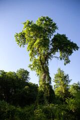 Liana forest in Dagestan (Samursky) is the only subtropical grove in Russia