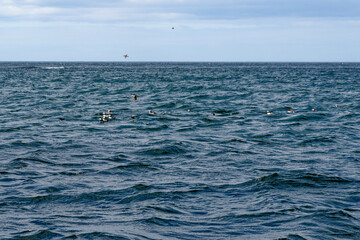 Resting Atlantic Puffins on the Farne Islands