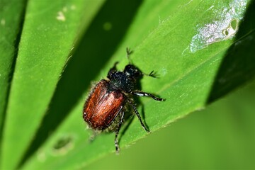 Garden foliage beetle - Phyllopertha horticola on a green leave