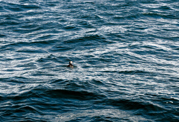 Resting Atlantic Puffins on the Farne Islands