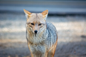 grey wolf portrait