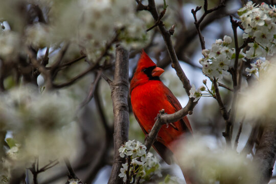 Red Cardinal in a Dogwood Tree