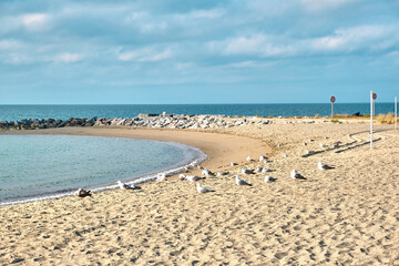 Large herd of seagulls over wonderful beach landscape on a beautiful summer day, vacation in Europe.
